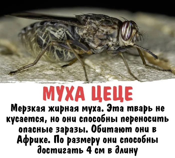 Интересная биология #23