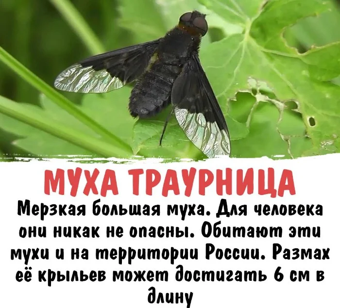 Интересная биология #28 | uCrazy.org