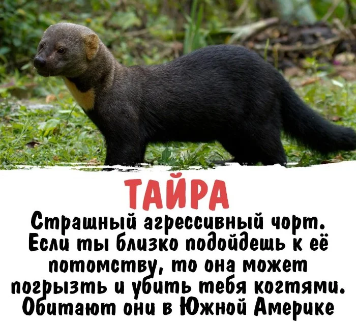 Интересная биология #29