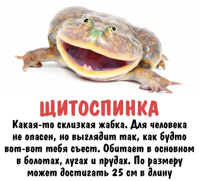 Интересная биология #30 | uCrazy.org