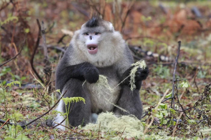 Обезьяна с лицом «внутрь»: курносый примат и его адаптация к горной среде