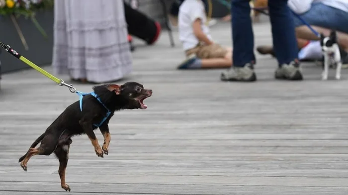 Маленькие, но злые: почему крошечные собаки агрессивнее и что их тревожит