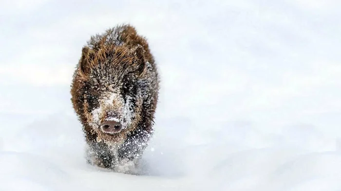 Кабан — настоящий победитель эволюции: зверь с идеальными адаптациями