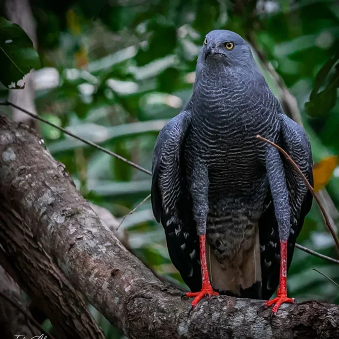 Журавлиный ястреб: охотник, превращающий дыры в ловушки для жертв