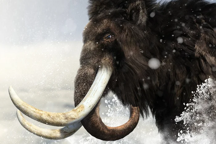 Муст: период бешенства у слонов, когда они крушат всё на своём пути