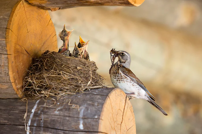 Как дрозд-рябинник унижает хищников: забавная и вонючая тактика