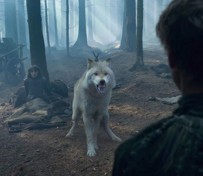 Когда хороший фильм становится приговором: судьбы собак, сломанные киноиндустрией