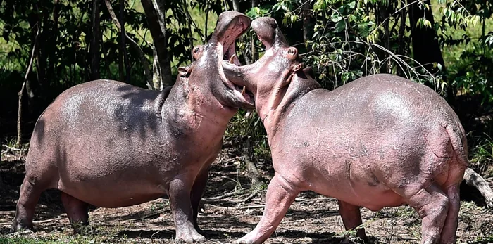 Инвазивные виды в действии: история кокаиновых бегемотов