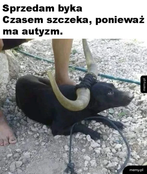 Что угодно можно сравнить с быком, если ты поляк