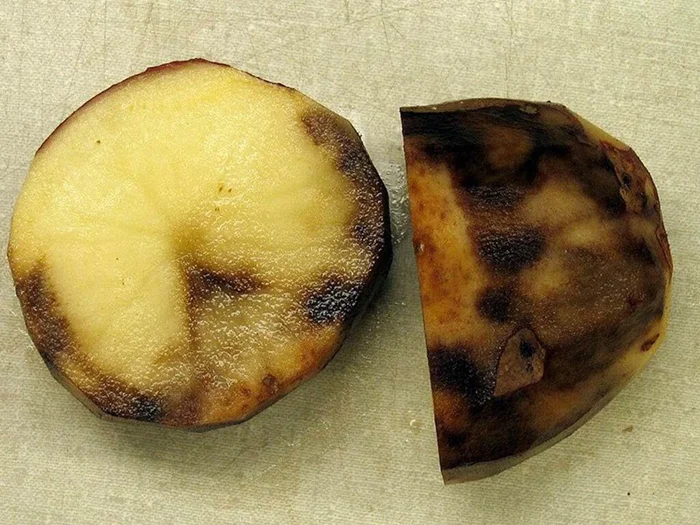 Ирландия и Британия: причины взаимной неприязни