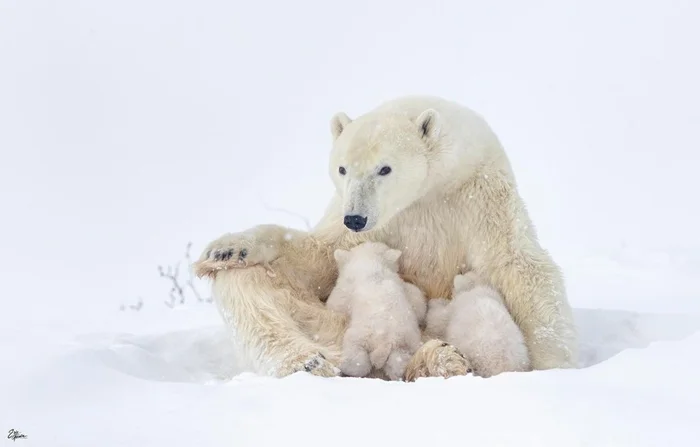 Белая медведица: Мама с двумя девятинедельными детёнышами