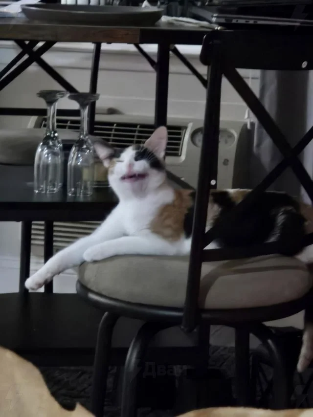 "Ы-ы-ы": подборка смешных кошачьих физиономий