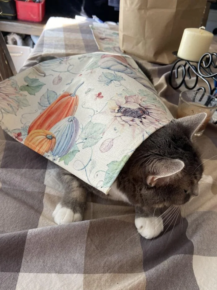 23 забавных котика, появляющихся в самых неожиданных местах