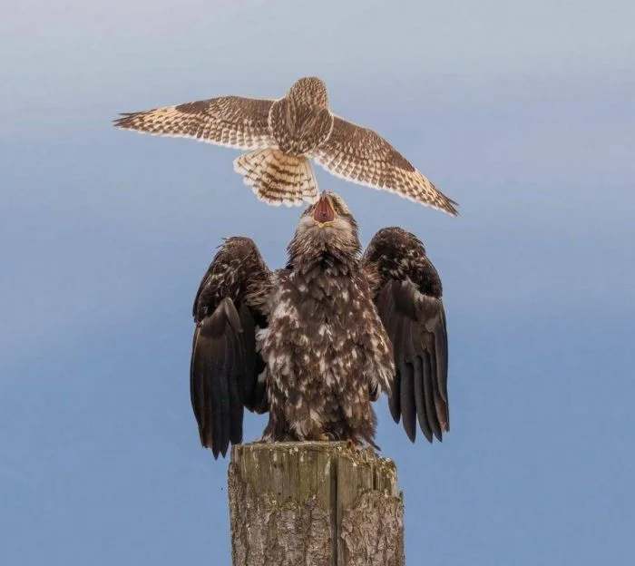 На общую тему