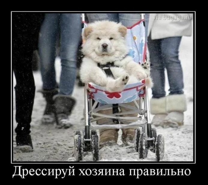 Демотиваторы для всех