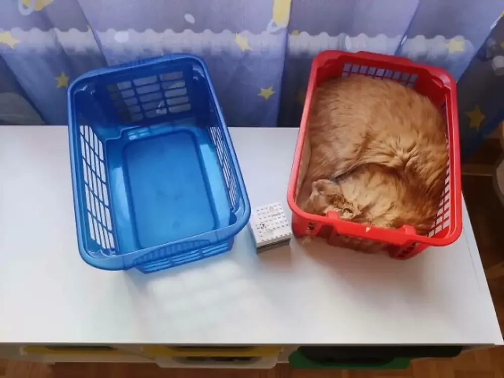 Ловушки для кошачьих гениев | uCrazy.org