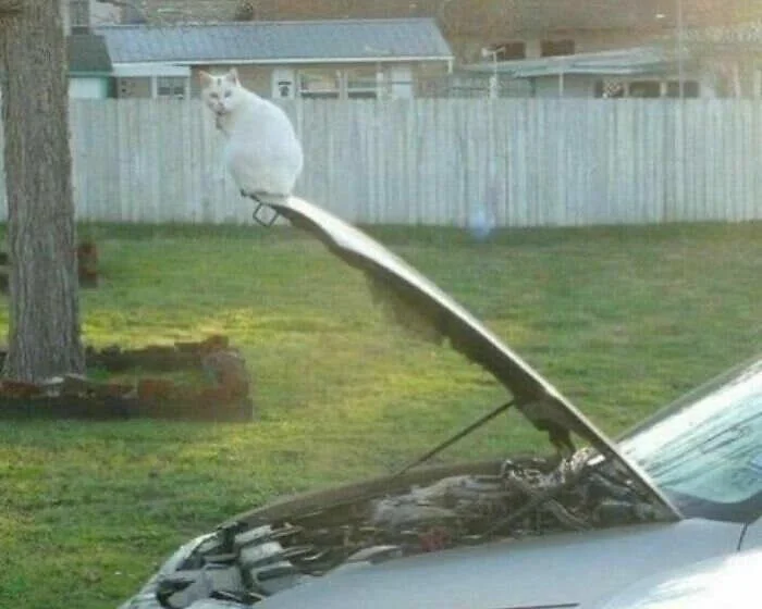 Сомнительные кадры: 13 изображений, которые сбивают с толку