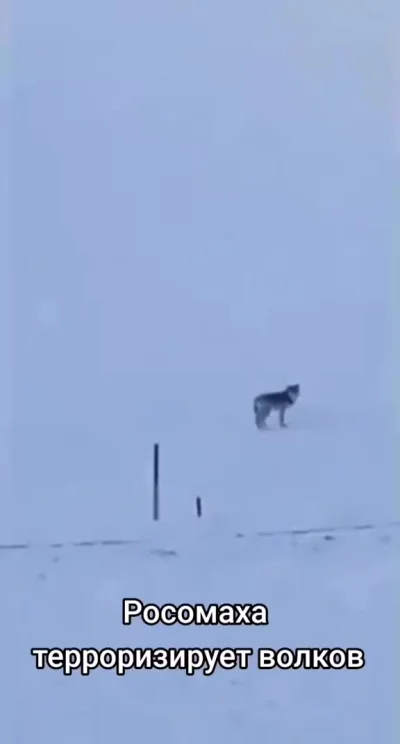 Лесной беспредельщик⁠⁠
