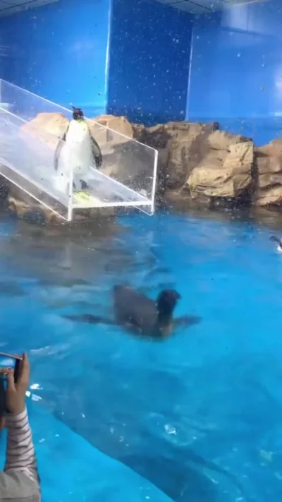 Эти ребята милее пингвинов Мадагаскара!⁠⁠