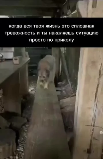 Собака прораба - всё по уровню должно быть!