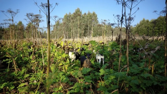 Козы и борщевик