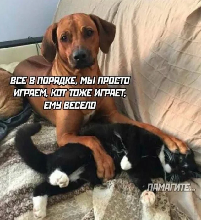 Юмор, который поймут взрослые