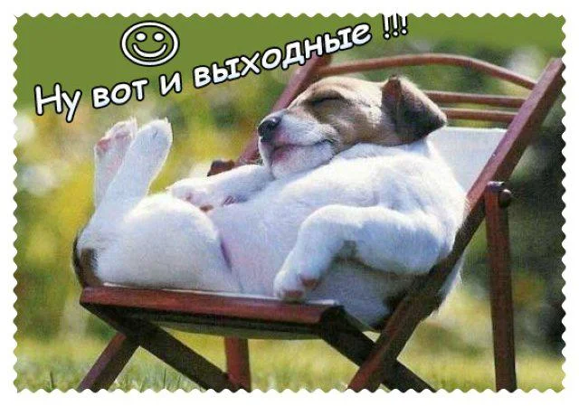 Животныйюмор