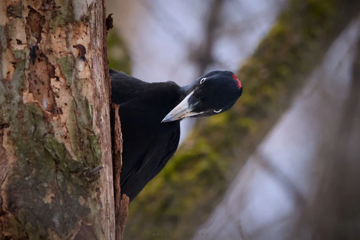 Дятел-желна: разрушитель леса и мастер создания эха