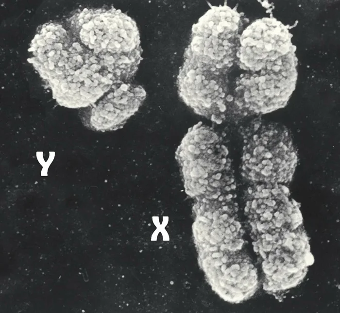 Что произойдёт с человечеством, если исчезнет Y-хромосома?