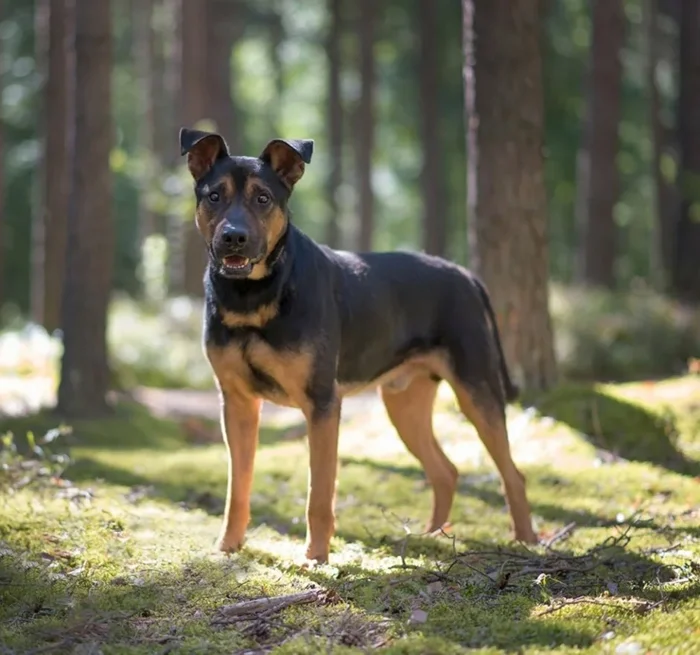 Малховер — смесь овчарки и ротвейлера: проблемы и особенности «породы»