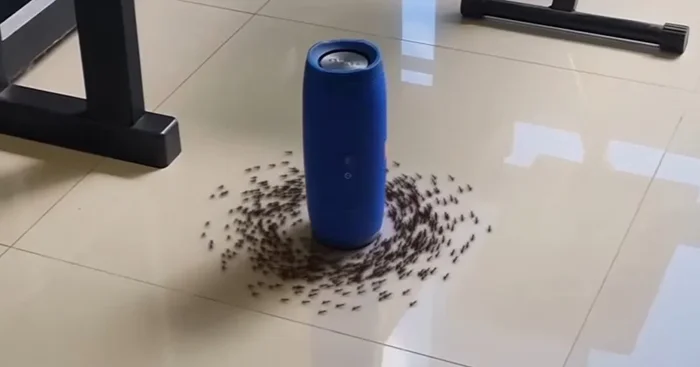 Муравьиный хоровод: что заставляет их идти по кругу до изнеможения?