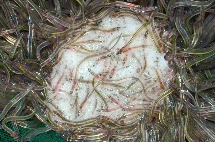 Размножение угрей — загадка, мешающая их разведению