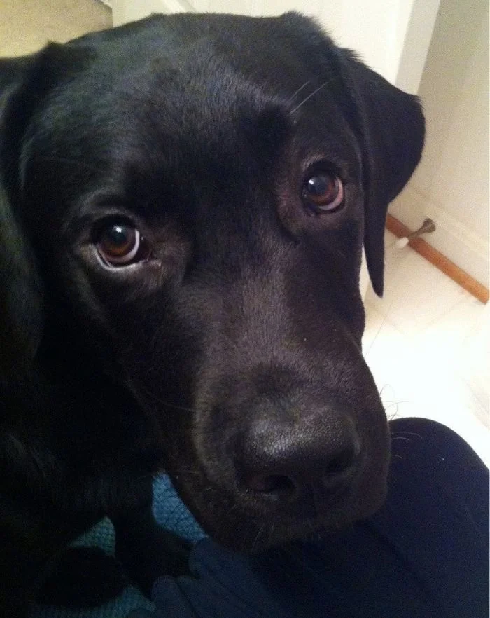 Кто грустит лучше всех: животные с выразительными эмоциями