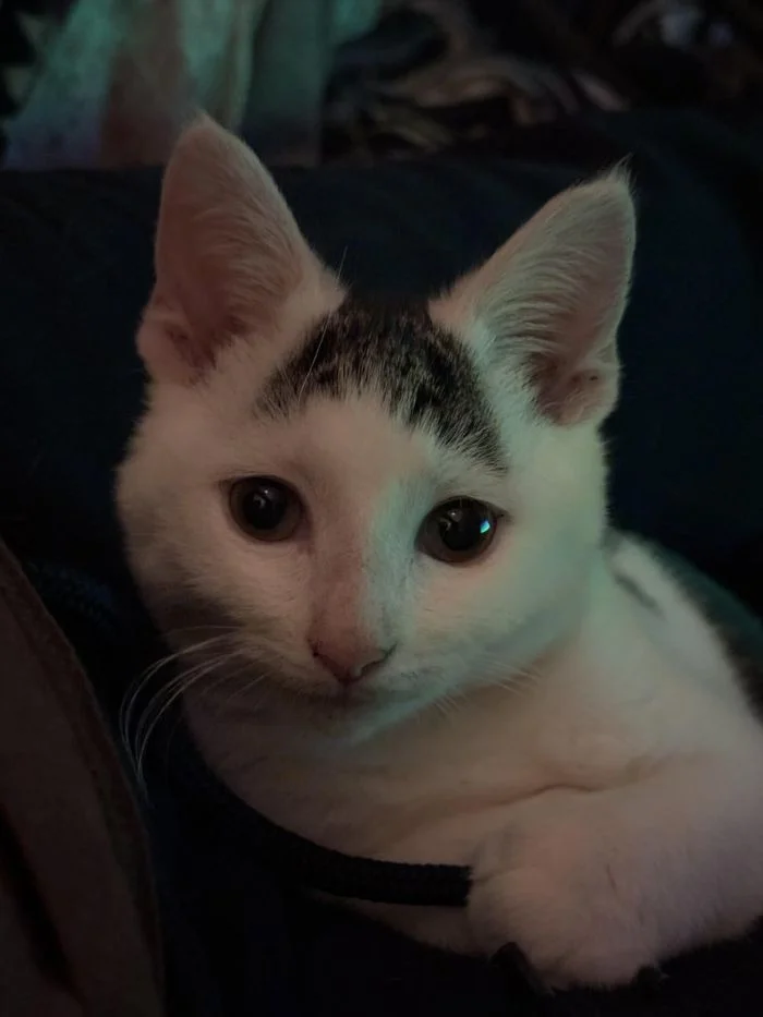 20 милых котиков, чей взгляд покорит ваше сердце