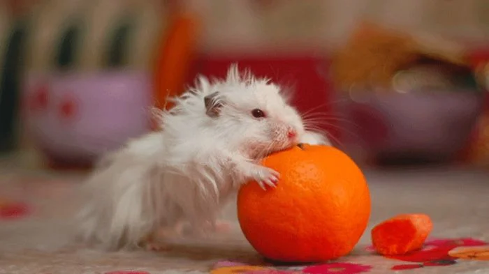 Мандариновая одержимость