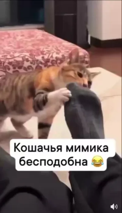 Кошачья мимика бесподобна