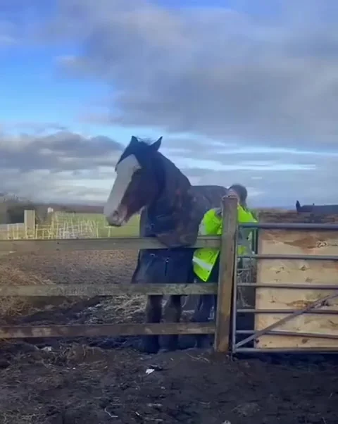 Лошадь спасает человека от другой лошади