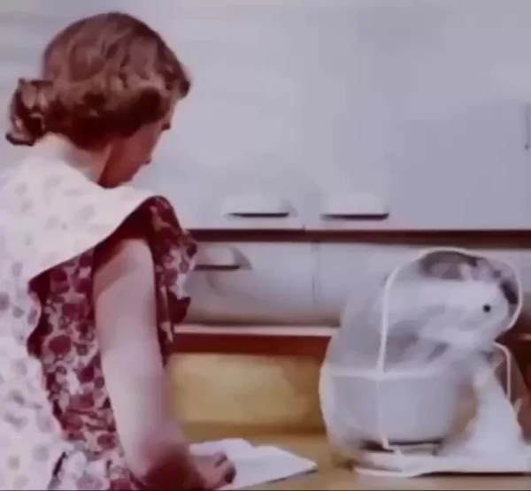 Обзор многофункциональной кухни 1949 года