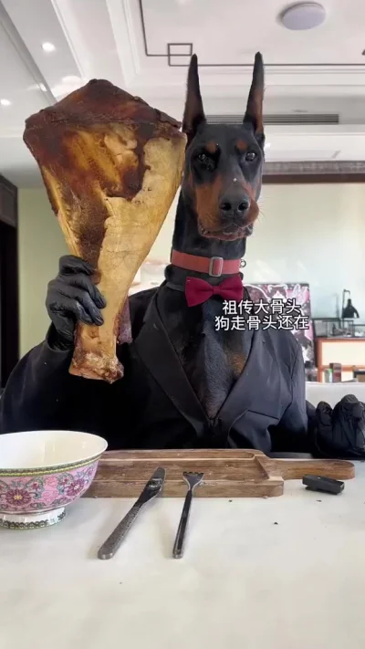 Обычный обед добермана