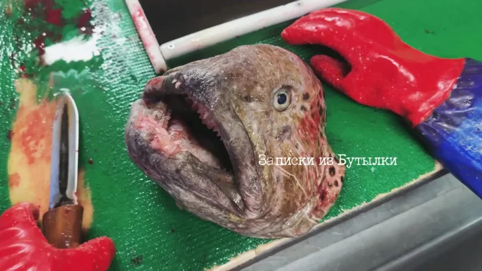 Даже с отрубленной головой зубатки будьте осторожны⁠⁠