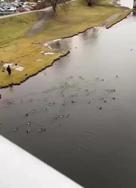 В Чехии мужик почувствовал себя Белоснежкой, просто выйдя к реке покормить уток⁠⁠