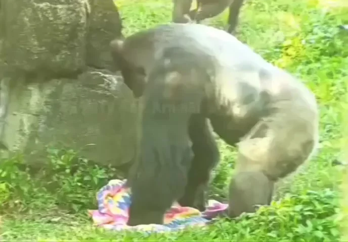 Цветы жизни⁠⁠