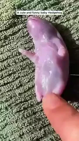 Взросление ёжика⁠⁠