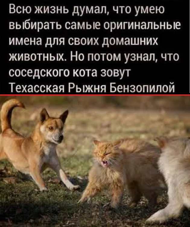 Веселые картиночки