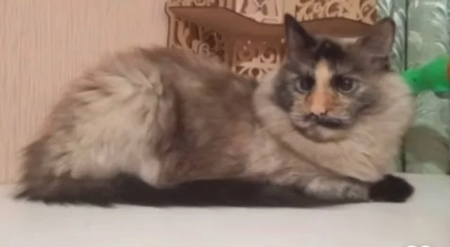 Гамарджоба