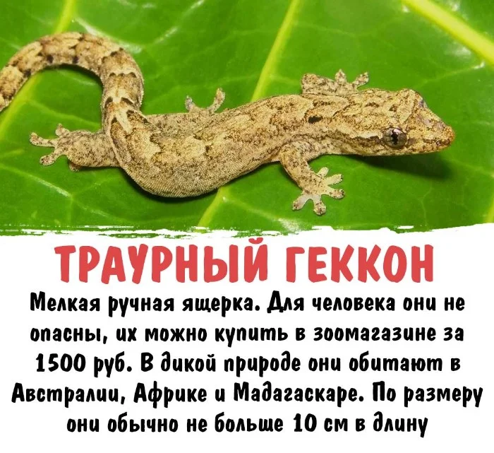 Интересная биология #48