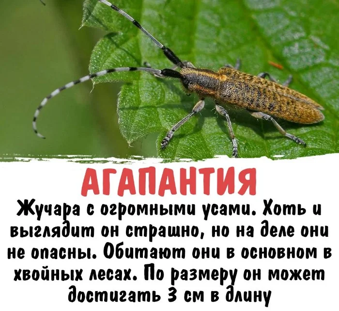 Интересная биология #51