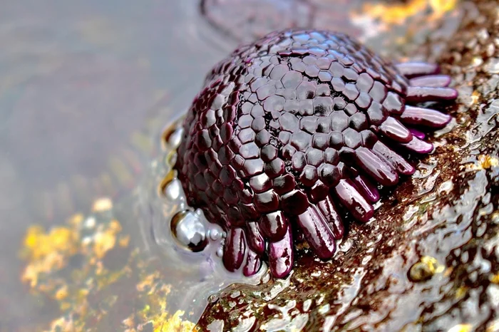 Что скрывается под видом «яиц драконов»? История колобоцентротуса