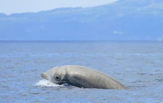 Кит-клюворыл: глубоководный охотник со шрамами
