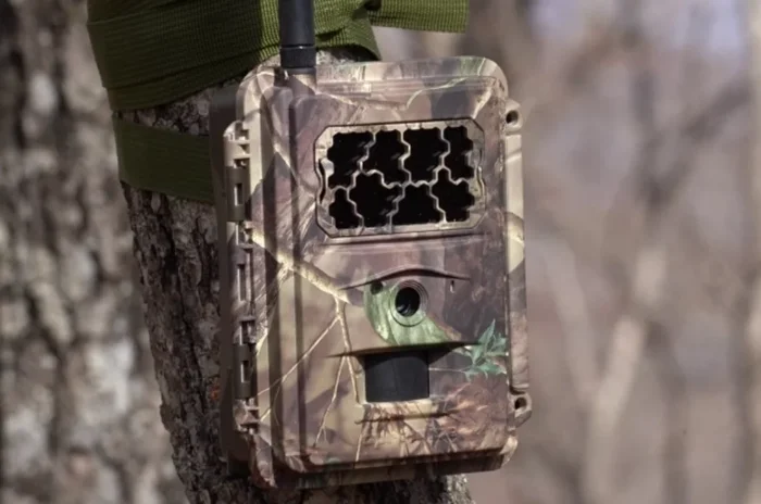 Сохранение дальневосточного леопарда: усилия российских учёных